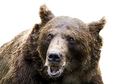 Kuusamossa nurin kaksi karhua – Naaraskarhut ammuttiin itäisellä poronhoitoalueella