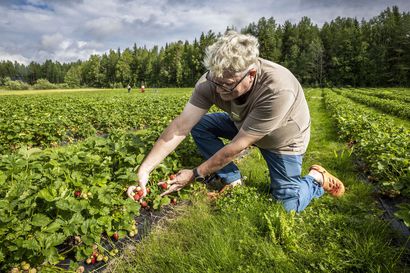 Mansikkasesonki parhaimmillaan: Rovaniemellä saa nyt paikkakunnan mansikkaa sekä valmiiksi poimittuna että itse poimien