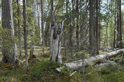 Yhteismetsä ja ely-keskus sopimukseen Kuusamossa: "Surullisen harvinaista ikimetsää" suojellaan nyt 381 hehtaarin verran lisää