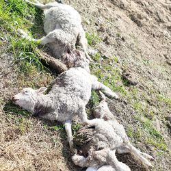 Susipari raateli kuusi lammasta Mankilassa – susituhojen epäillään taas yleistyvän kesän aikana