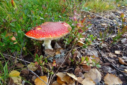 Huolimattomuusvirhe sienimetsällä voi johtaa maksavaurioon - poimi ainoastaan sieniä, jotka tunnistat