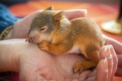Katso video: Oravavauva Sisu pulskistuu vauhdilla, ja kohta se aloittaa tutkimusretket – Muista, etteivät kaikki maasta löydetyt oravanpoikaset ole orpoja!
