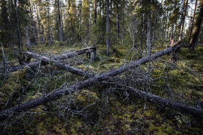 Metsähallitus kieltäytyy luovuttamasta tutkijoille tietoja valtion metsistä – metsäyhtiö vetoaa liikesalaisuuteen ja kiistää pimittävänsä tietoja