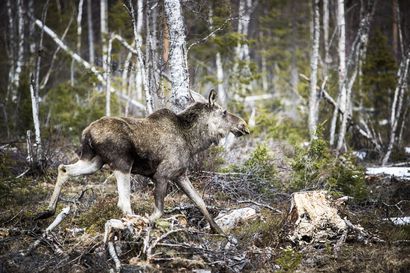 Uusia rajoitteita hirvenmetsästykseen Pohjois-Suomessa – jatkossa useampaan metsästysseurueeseen kuulumista rajoitetaan valtion alueilla