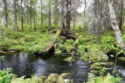 Virkistyskäyttö monille tärkeintä metsissä – Enemmistö Pohjois-Pohjanmaan metsänomistajista on kiinnostunut edistämään sekä vesiensuojelua että monimuotoisuutta