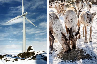 Metsähallitus ei aloita tuulivoimahankkeita saamelaisten kotiseutualueella
