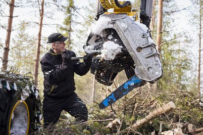 Mikko Kajava hyppäsi kansalaiskoulusta metsäkoneen puikkoihin - 47 vuotisen uran ansiosta hän tietää missä ovat Koillismaan parhaat hillasuot: "Työ antaa etulyöntiaseman"