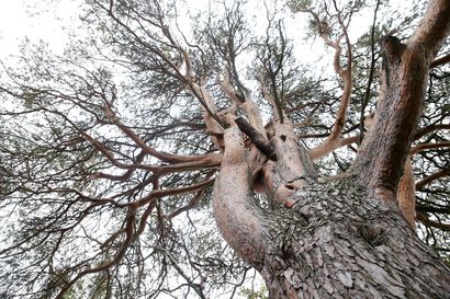 Valtavia puujättiläisiä ja luonnon oikkuja – erikoisten puiden taustalta löytyy jännittäviä tarinoita