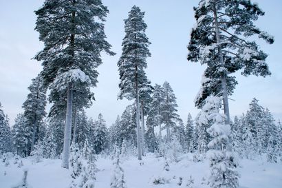 Hyvätuloisten kaupunkilaisten metsät kasvavat huonosti – Metsäkeskuksen Oulun asiantuntija on huolissaan varsinkin taimikoista