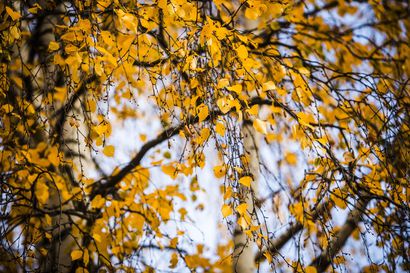 Ruskavahti kertoo miten ruska etenee – Pudasjärvelle ennuste lupaa metsien värikkyyttä vasta lokakuun alussa