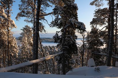 42 hehtaarin kokoinen Euroopan viimeisiä luonnonmetsiä edustava metsä suojellaan Inarissa – Myyjäsuvulla säilyvät oikeudet poronhoitoon alueella