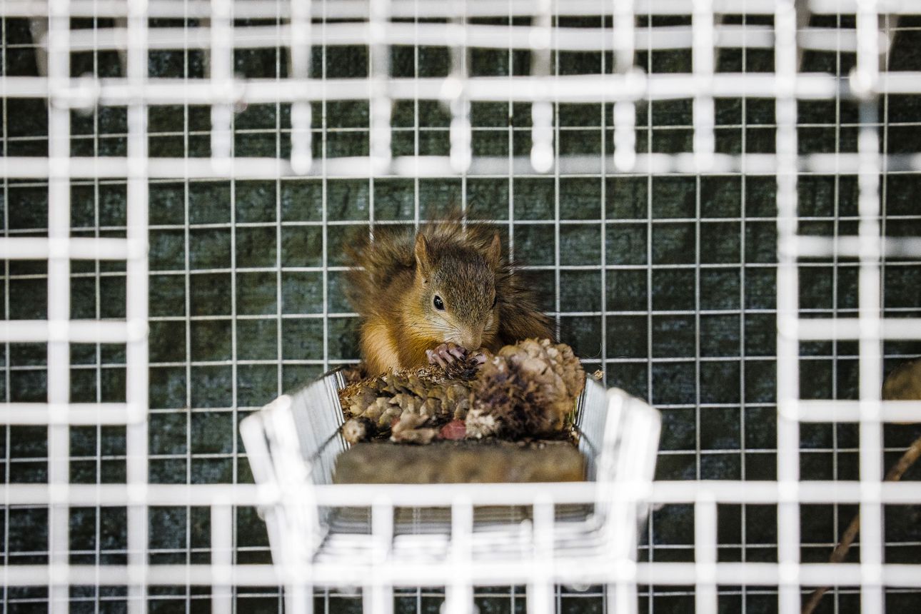 Oravanpoikasten adoptiokodista tulikin teho-osasto – Hanne Martimo hoiti kotonaan useita oravanpoikasia, jotka sairastuivat Lapissa uuteen ripulitautiin
