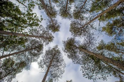 Metsähallitus aloittaa maastoselvitykset toukokuussa Pohjanmaalla