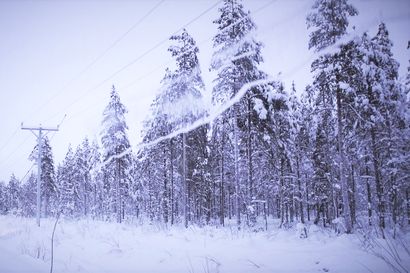 Lumi katkoo puita ja sähköjä Koillismaalla – "Koko yhtiön miehistö on kiertänyt puhdistamassa linjoja"
