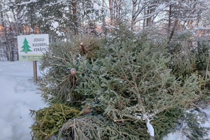 Rovaniemellä kerättiin 14 500 kiloa joulukuusia hyötykäyttöön – määrä kasvoi viime vuodesta