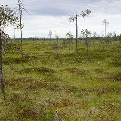 Romahtanut luonnon tila ei ole Suomen etu – Ennallistamisasetuksessa ei ole kyse metsävallankaappuksesta
