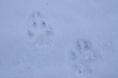 Suomen luonnonsuojeluliitto: Suden metsästys on ennenaikaista – ongelmiin voitaisiin puuttua poikkeusluvilla