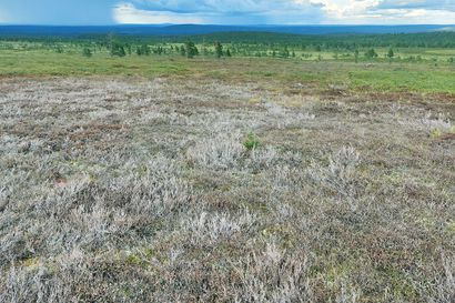 Uusi perhonen levittäytyi pohjoiseen ja toukat tuhoavat nyt kasvillisuutta Enontekiöllä – kansallispuiston maastoon ilmestyi kuolleita alueita