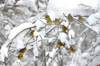 Peltojen talvinen linnusto siirtyy nopeimmin pohjoiseen ilmaston muuttuessa – Pohjois-Pohjanmaalta pohjoiseen lumen ja peltojen määrä voi alkaa rajoittaa siirtymistä