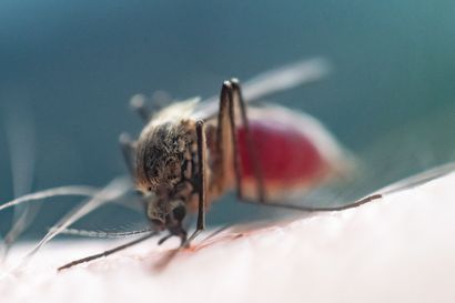 Hyttyskausi on jo täydessä käynnissä Etelä-Suomessa, Lappi tulee hieman perässä – "Hyttysten lennon huippu ajoittuu joka vuosi keskimäärin juhannuksen kahta puolta"