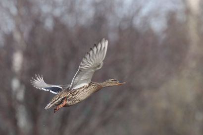 Metsästäjäliitto päivitti suosituksensa lintuinfluenssan vuoksi – riistalintuja ei tule ruokkia Suomessa