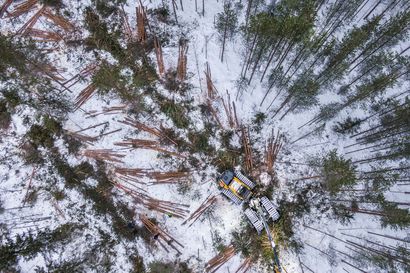 Miten metsäteollisuuden tiekartta soveltuu soiselle Pohjois-Pohjanmaalle? Täällä yleiset turvemaat jäivät pois alan kehittämishankkeesta