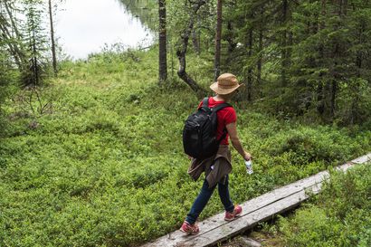 Koko Suomen kattava kasvillisuusinventointi alkaa – 25 vuoden aikana tapahtuneet muutokset kertovat kertovat metsäluonnon tilasta