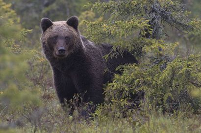 Ylivuotinen karhunpentu eksyi tallustelemaan Kempeleen Riihivainiolle – poliisi sai sen takaisin metsään
