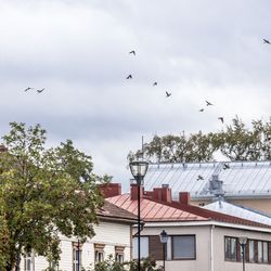 Rastaiden syysmuutto on hurjaa Raahessa: Kaikki maailman linnut tuntuvat olevan täällä