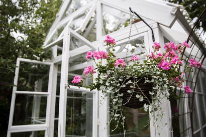 Vanhoista ikkunoista tuli 60 ruudun palapeli – Peuhkuriset suunnittelivat ja kokosivat haaveilemansa kasvihuoneen, jossa kukat viihtyvät