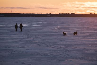 Eläinten omistajien kannattaa varautua ilotulitteiden jyskeeseen – nappaa koiralta karvatuppo muovipussiin kaiken varalta