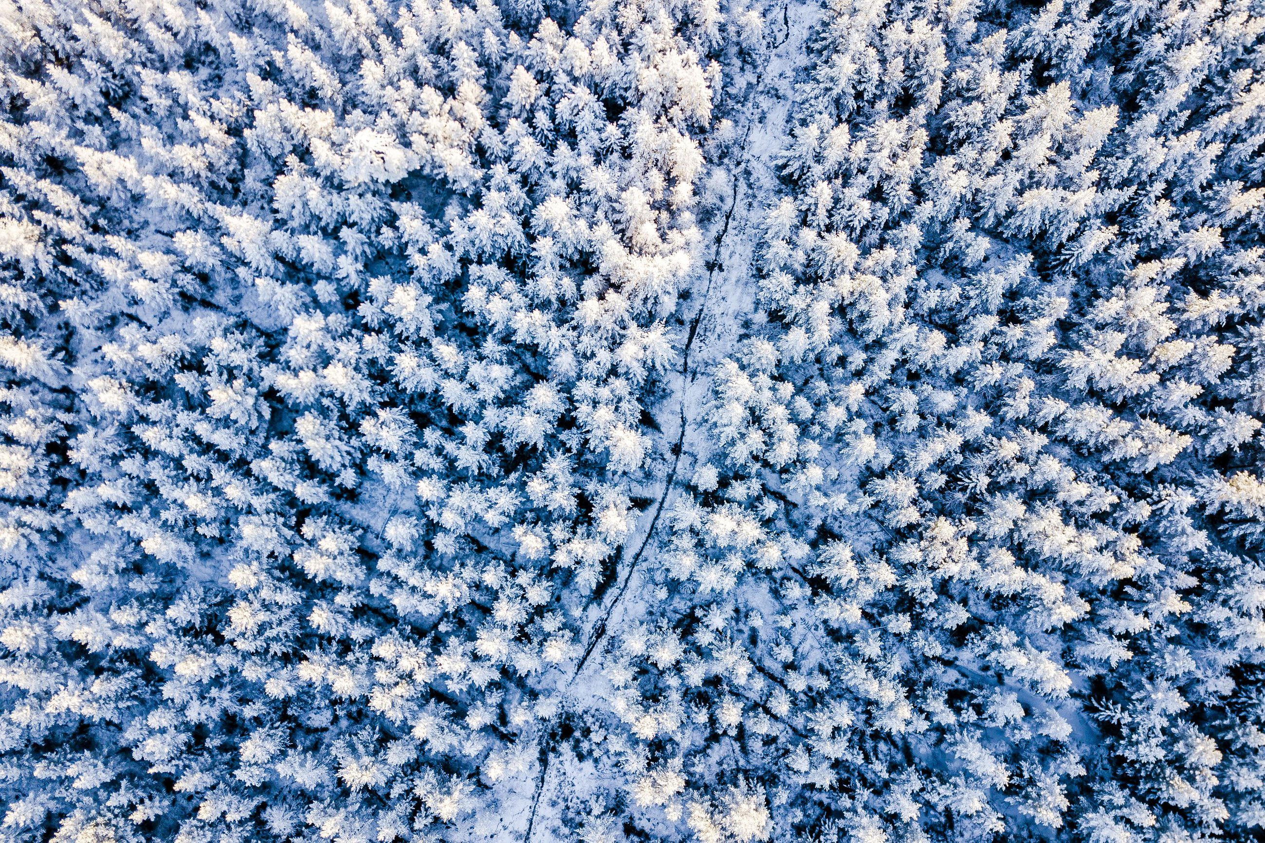 Suomalainen metsänomistaja kantaa vastuuta maapallon hiilinieluista – 