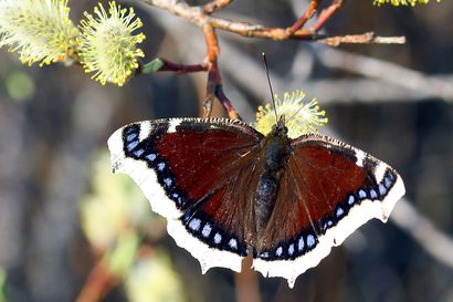 Perhosten huippuvuosi sattui tälle kesälle – uudet lajit pohjoisessa ovat merkki ilmaston lämpenemisestä
