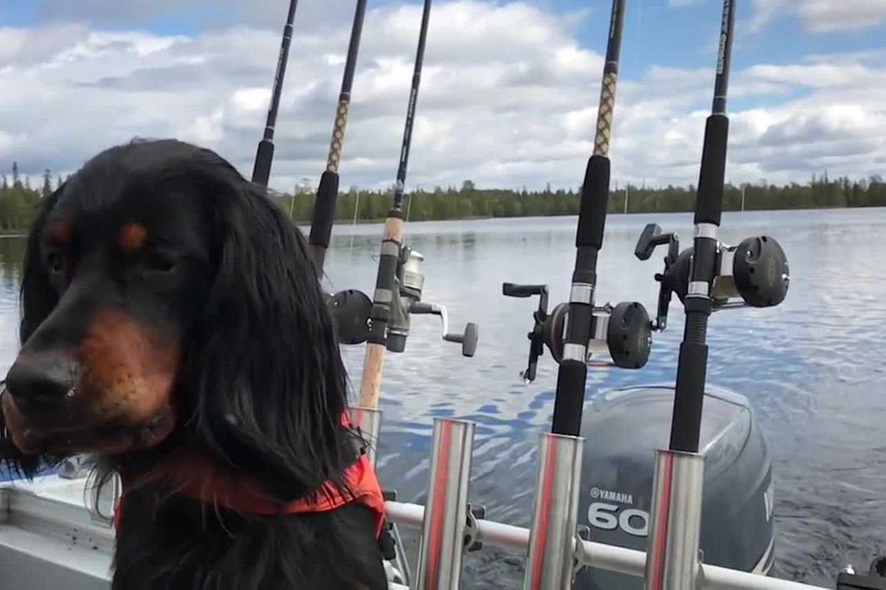 Moskiitto-Magneetti Haukkaa Hyttyset Suuhunsa | Kaleva