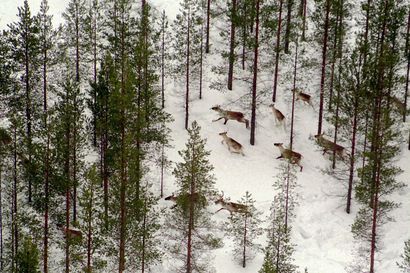 Kainuun metsäpeurakanta jatkaa lievää kasvuaan – Suurimmat peuratiheydet Ristijärvellä ja Sotkamossa