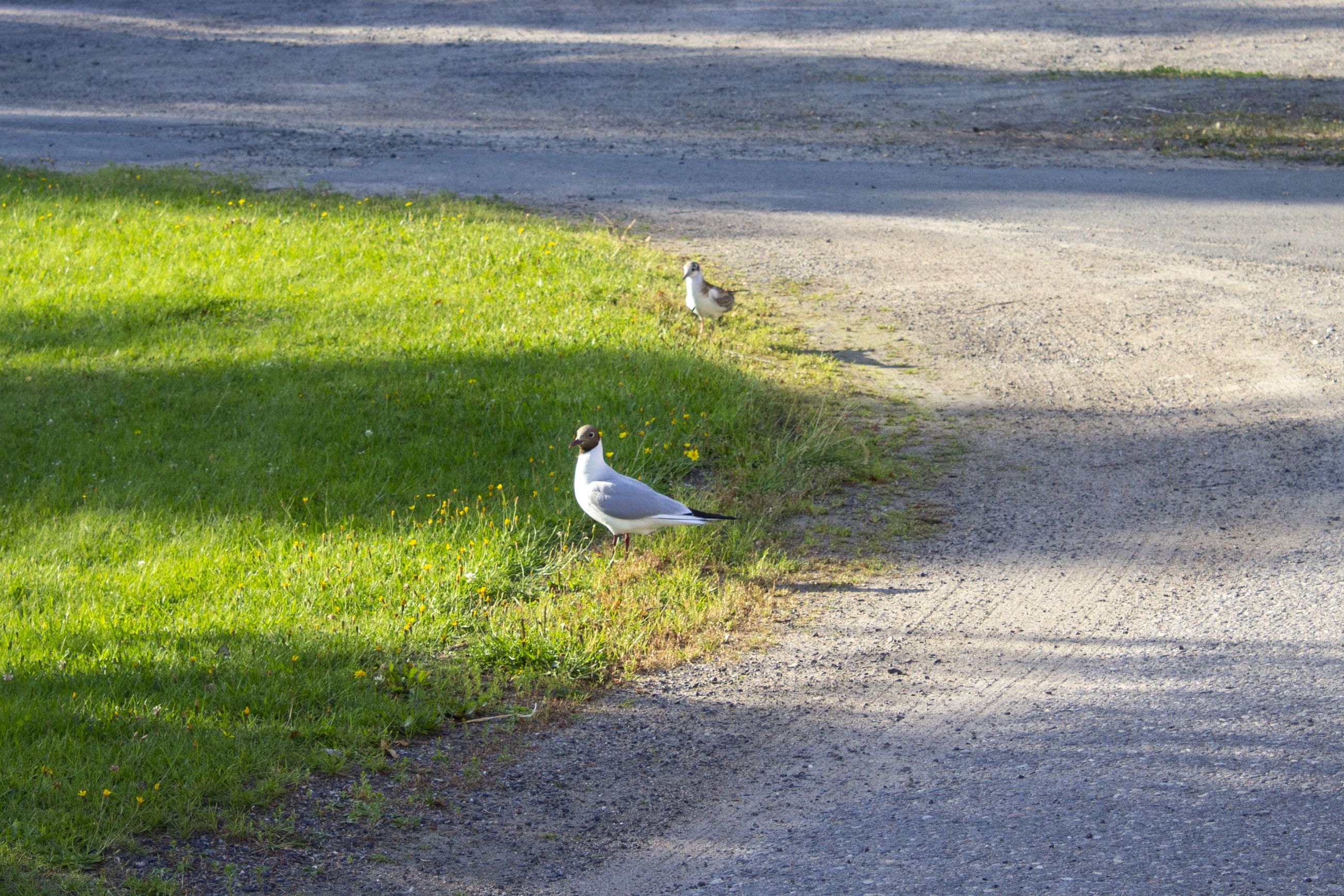 Röyhkeät lokit ärsyttävät satamassa - helpotusta ongelmaan on haettu  siimoista ja erilaisista karkotteista | Lapin Kansa