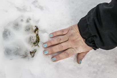 Tutkijat: Suomessa elää kaksi susipopulaatiota toisista erillään – Kannanhoidollisen metsästyksen alkaminen ensi talvena on epävarmaa