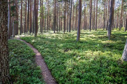 LähiTapiolalta uusi Yhteismetsä-palvelu, joka tarjoaa vaivattomuutta – tavoitteena metsän parempi tuottaminen ja kestävä metsänhoito
