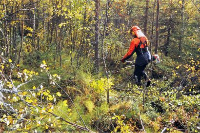 Kemera-tuen käyttö metsänhoitotöihin Lapissa on ollut poikkeuksellisen alhaista kuluvana vuonna