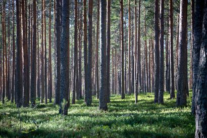 Oulun metsien hoito- ja käyttösuunnitelmat päivittyvät, suunnitteluun mukaan myös metsien käyttäjät