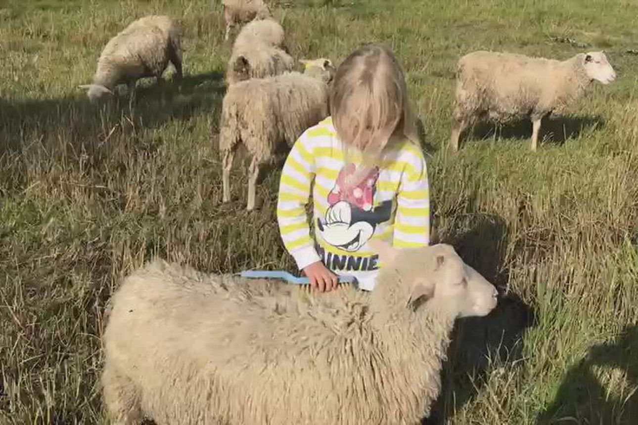 Vihiluodon lampaita ehtii käydä vielä rapsuttelemassa