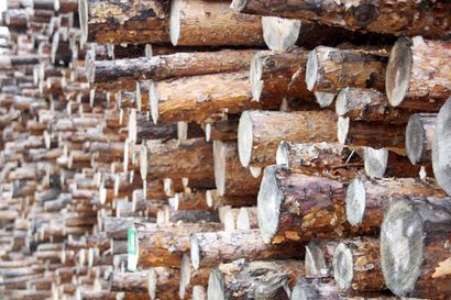 Valtion lisätalousarviossa on myönnetty lisää kemera-tukea 3,75 miljoonaa euroa – lisätuki on tarkoitettu sellaisiin nuoren metsän hoitotöihin, joissa korjataan pienpuuta