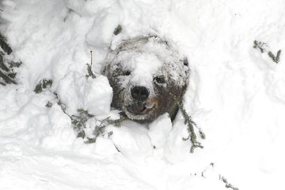 Suojasäät eläinten kiusana – lauha sääjakso voi ajaa karhun talvipesästään