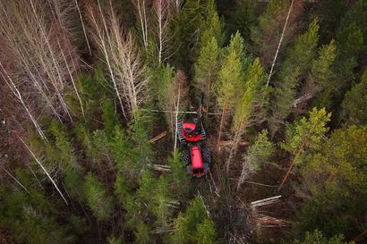 Uusi tehdas lupaa töitä metsiin ja tien päälle – Metsänomistaja: "Toivomme, että uusi tehdas nostaa puun hintaa"