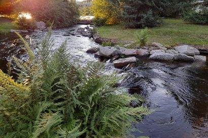 Lauantaina on ainutlaatuinen mahdollisuus nähdä Hupisaarten puroissa polskiva taimen – Hupisaarten Kutuyö  -tapahtuma tuo luonto- ja kulttuurielämyksiä keskelle kaupunkia