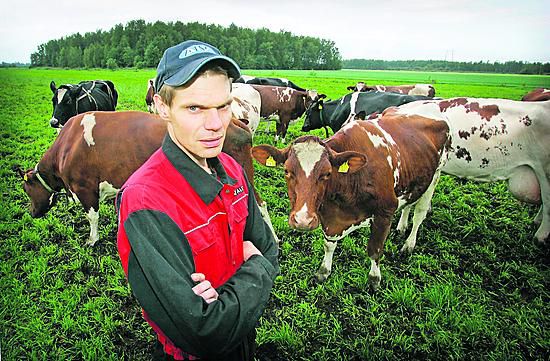 Onko suomalainen lehmä onnellinen? | Kaleva