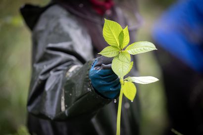 Jättipalsamit saivat kyytiä vieraskasvitalkoissa Oulunsalossa – Oululaisen lastentarhanopettajan kesäharrastus on hävittää haitallisia kasveja luonnosta ja kaupungista