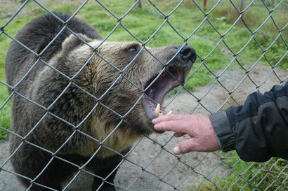 Karhu pääsi jälleen karkaamaan Suurpetokeskuksesta, nyt viranomaiset selvittävät miten se tapahtui – Poliisi ampui Nätti-karhun lauantaina