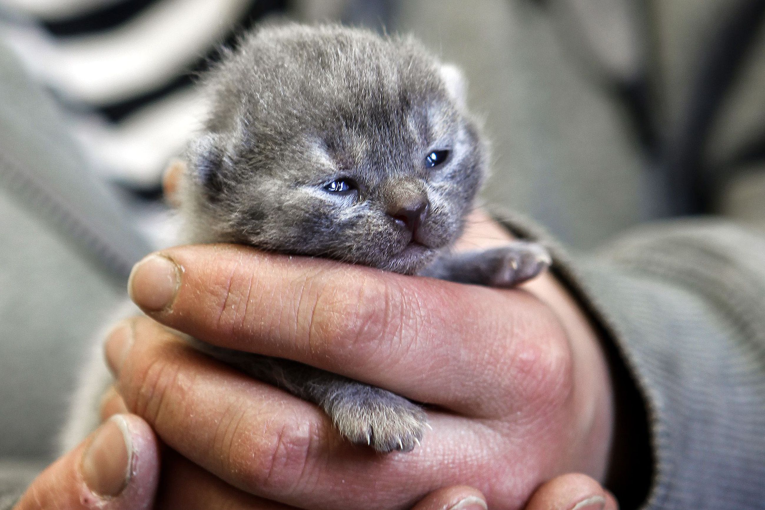 Tuhansia kissoja hylätään Pohjois-Pohjanmaalla vuosittain – korona-ajan  lemmikki-innostuksen pelätään lisäävät laiminlyötyjen eläinten määrää |  Kaleva