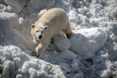 Sekä eläinpuiston jääkarhut että toimitusjohtaja innoissaan lumikasasta: ”Jäätävä lahja”